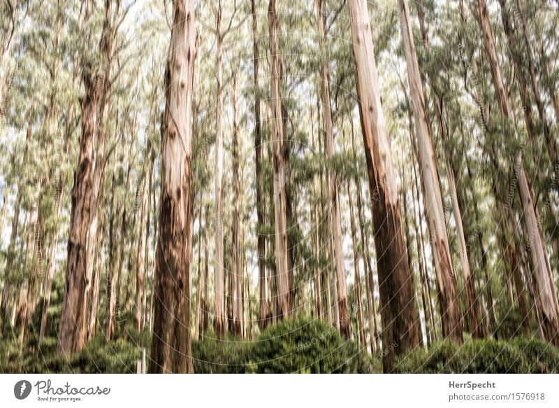 |||||||| Nature Landscape Summer Tree Bushes Foliage plant Forest Australia Victoria Wood Old Large Brown Green Blur Background picture Upward Tree trunk