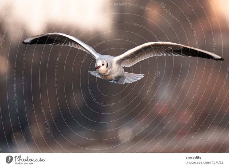a little bird comes flying... Glide Flying Hover Air Beak Speed Free Freedom Bird Beautiful seagull Aviation Feather Wing