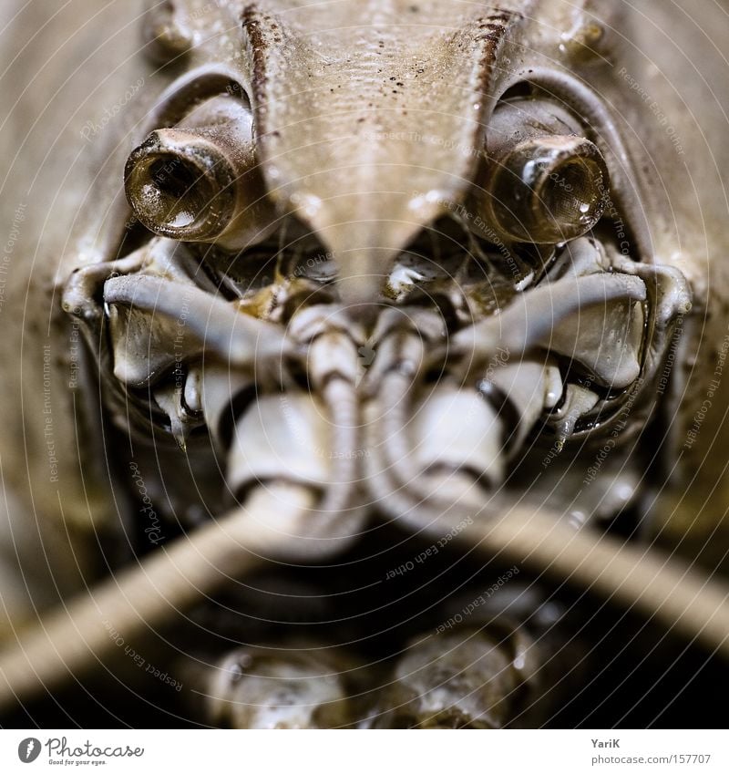 Look me in the eye. Claw Feeler Armor-plated Shell Hard Prongs Set of teeth Chitin Contrast Eyes Animal Macro (Extreme close-up) Near Detail Crawfish Close-up