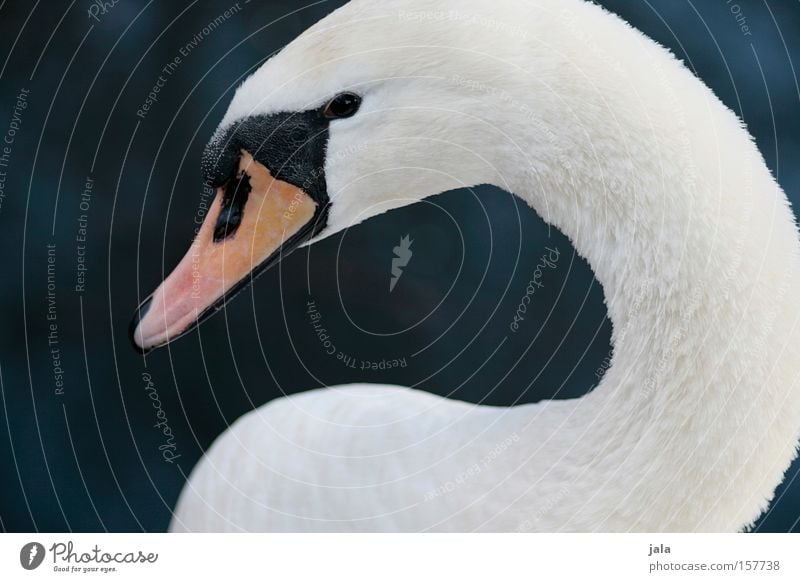 lovebird #5 Swan Elegant Animal Beak Neck Bird Feather White Beautiful Esthetic Pride Head Water
