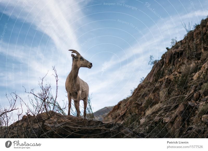 Bighorn Sheep Vacation & Travel Expedition Summer Nature Climate Weather Beautiful weather Drought Plant Hill Rock Mountain Desert Animal Wild animal