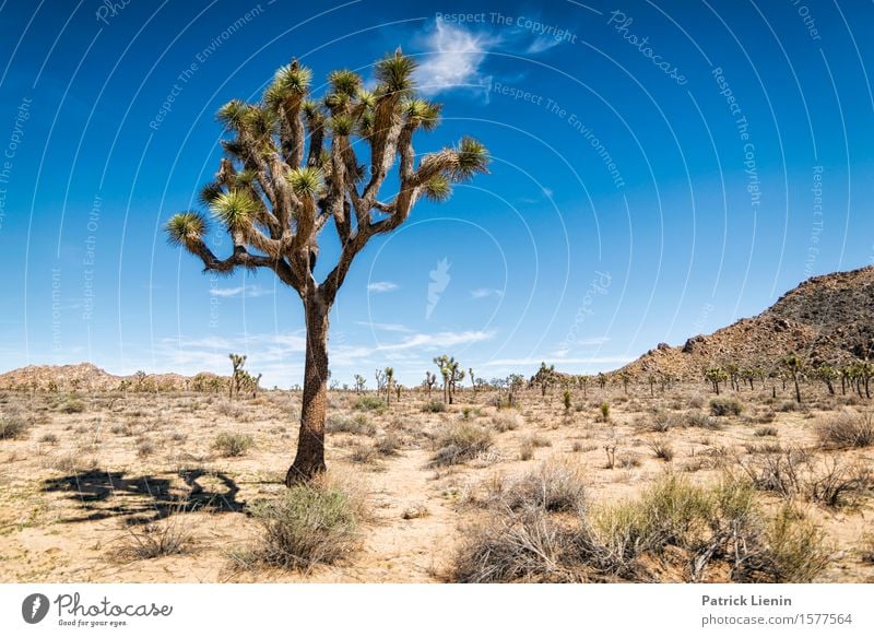 Joshua Tree Beautiful Life Harmonious Vacation & Travel Adventure Far-off places Freedom Expedition Summer Mountain Environment Nature Landscape Plant Elements