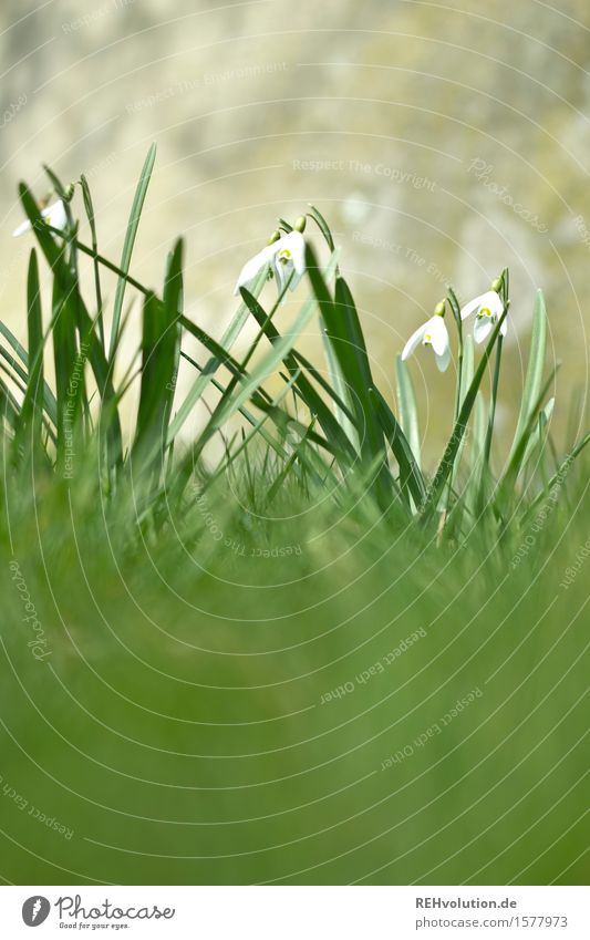 snowdrops Environment Nature Plant Flower Blossoming Natural Green White Spring Snowdrop Colour photo Copy Space top Copy Space bottom Day