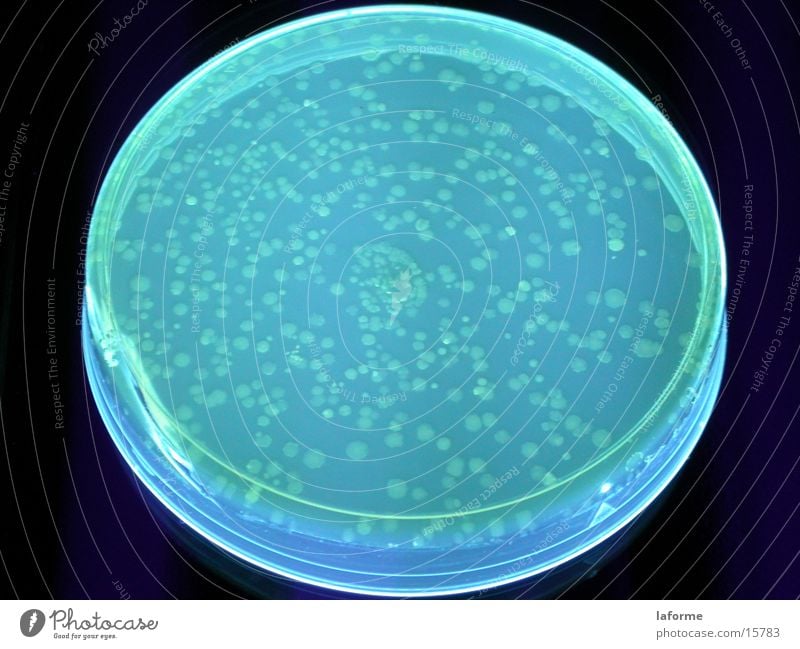 bacteria Bacterium Petri bowle Laboratory Science & Research UV
