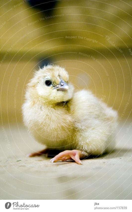 Chick 2 Barn fowl Fresh Birth Looking Curiosity Pelt Feather Eyes Beak Animal Slip Bird born Infancy