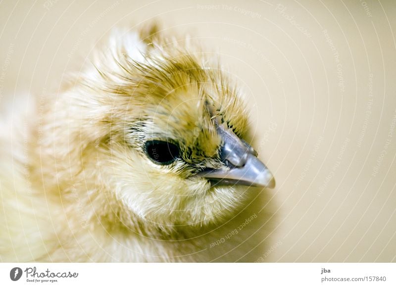 Chick 3 Barn fowl Beak Eyes Pelt Feather Depth of field Birth New Fresh Joy Bird born Infancy