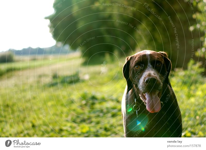 Hello Dog Pet Animal Mammal Nature Summer Meadow Green Sun Lens flare Tongue Hunter To go for a walk Walking German Shorthair