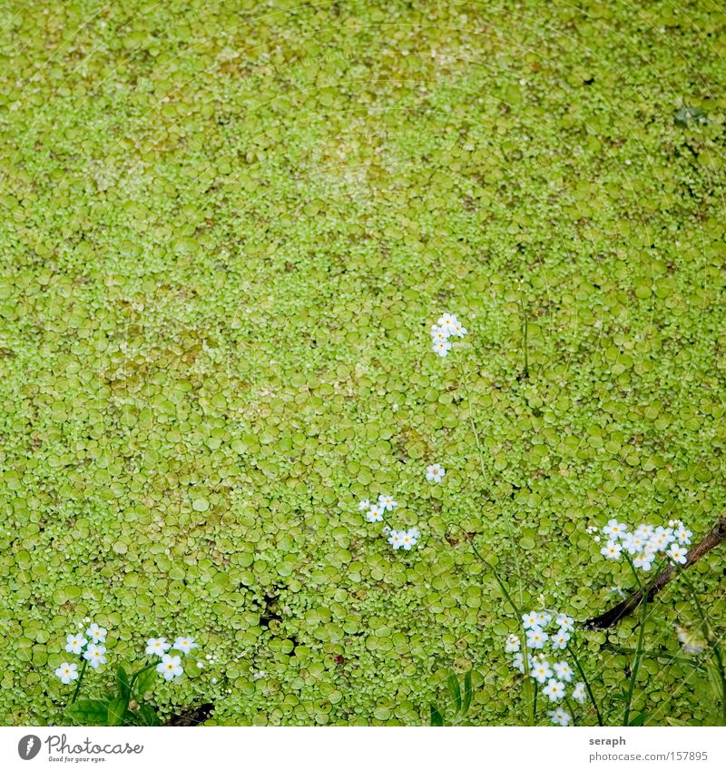 Biotope Water lentil Pond Lake Flower Blossom Fine Plant Body of water Marsh Habitat linen grass pond lens Flax duckweed waterlens lemna minor Swimming pool