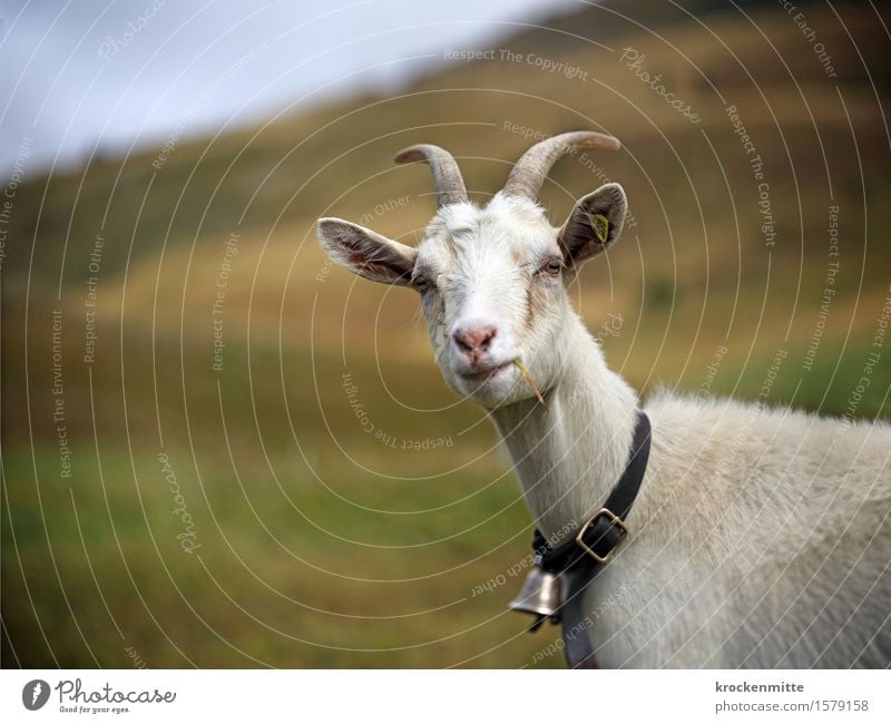 Here's Looking at You, Kid! Nature Landscape Sky Autumn Plant Grass Hill Alps Mountain Animal Farm animal Animal face Goats Goatskin 1 To enjoy Authentic Blue