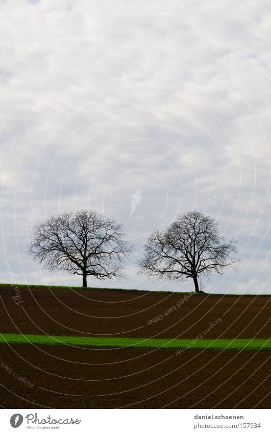 green streak of hope Spring Field Tree Sky Clouds Green Agriculture Brown Earth