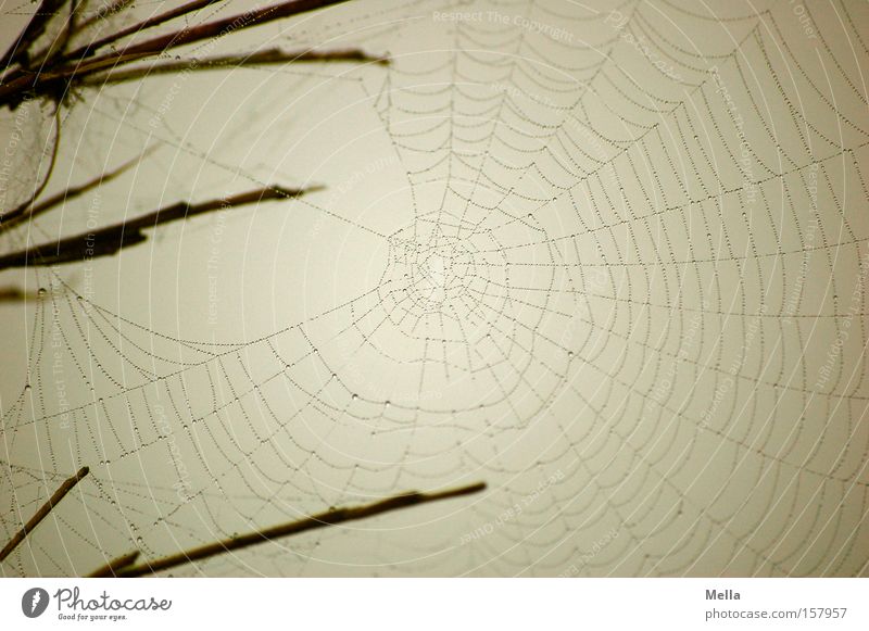 Baumeister's work Net Spider's web Build Woven Spun Fine Delicate Gray Wet Dreary Gloomy built Drops of water droplet