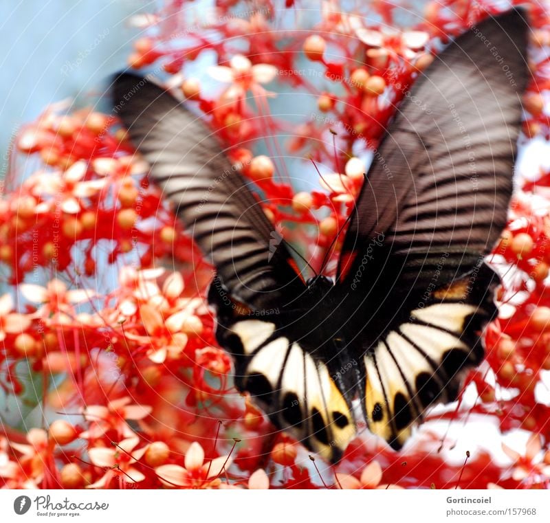 Bali Butterfly Exotic Summer Nature Plant Animal Spring Flower Blossom Wing Flying Exceptional Beautiful Red Happy Spring fever Insect Noble Asia Papilio memnon