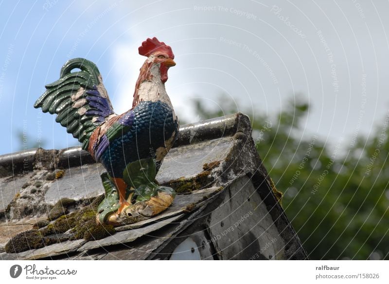 wooden cock Rooster Barn fowl Multicoloured Roof Freedom Exterior shot Bird Animal figure Decoration Kitsch Cockscomb