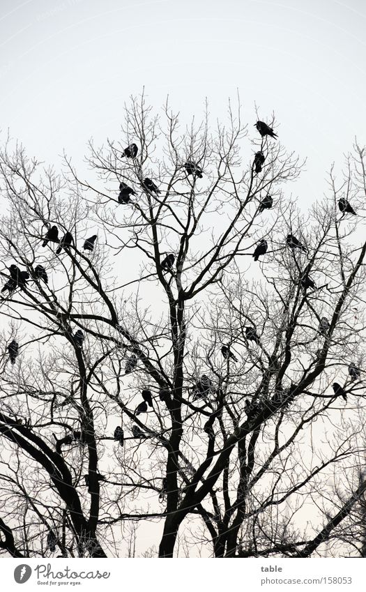 waiting Tree Branch Twig Bird Runway Raven birds Crow Songbirds Mythology Sit Sky Winter Cold Hugin munine