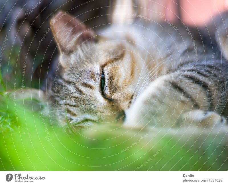 Ear-tipped Cat Sleeping, with One Eye Half-Open Animal Fur coat Hair Pet Stripe Cute Wild Fatigue ear eartipping eye green grass half-open one Rest Consistency