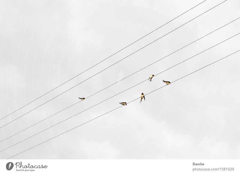 Five Swallows on Five Electric Wires Vacation & Travel Summer Music Musical notes Animal Bird Joy Happiness Spring fever Peaceful Seculk Turkey cables cross