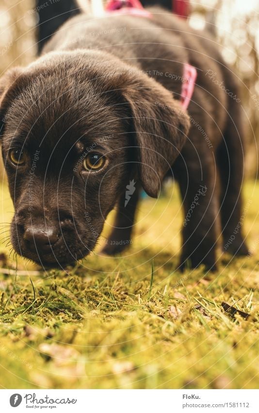 SNIFFLE SNIFFLE Earth Grass Moss Garden Park Meadow Animal Pet Dog 1 Baby animal Small Curiosity Cute Brown Moody Labrador Spy Odor Search Lop ears Snout Eyes