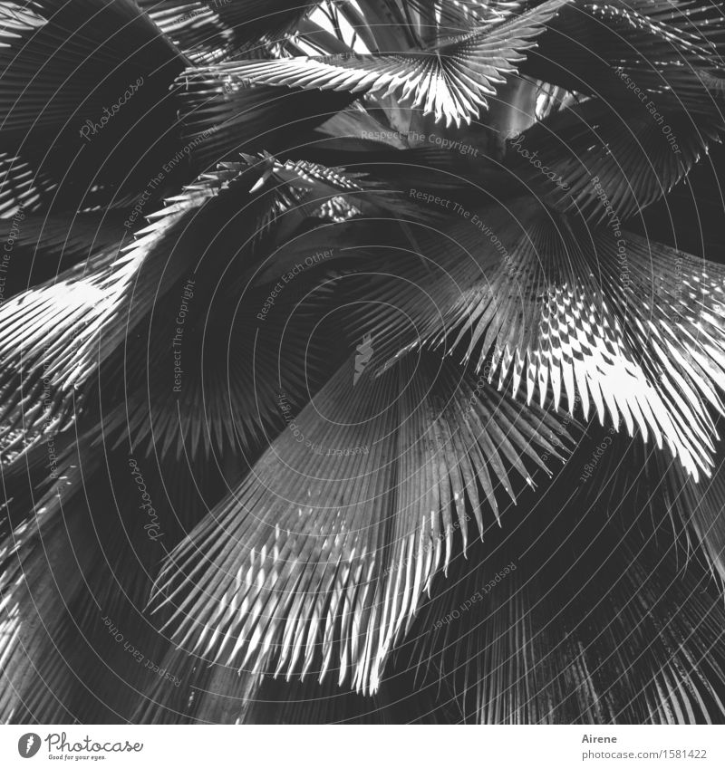 fan collection Plant Tree Leaf Exotic Palm tree Palm frond ray palm fan palm Colour Guide Gray Plumed Radial Black & white photo Exterior shot Pattern