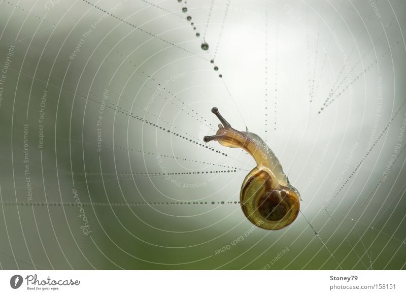Snail in the spider's web Nature Animal Drops of water 1 Net Threat Wet Slimy Yellow Green Loneliness Dangerous Feeble Slowly Spider's web Delicate Captured