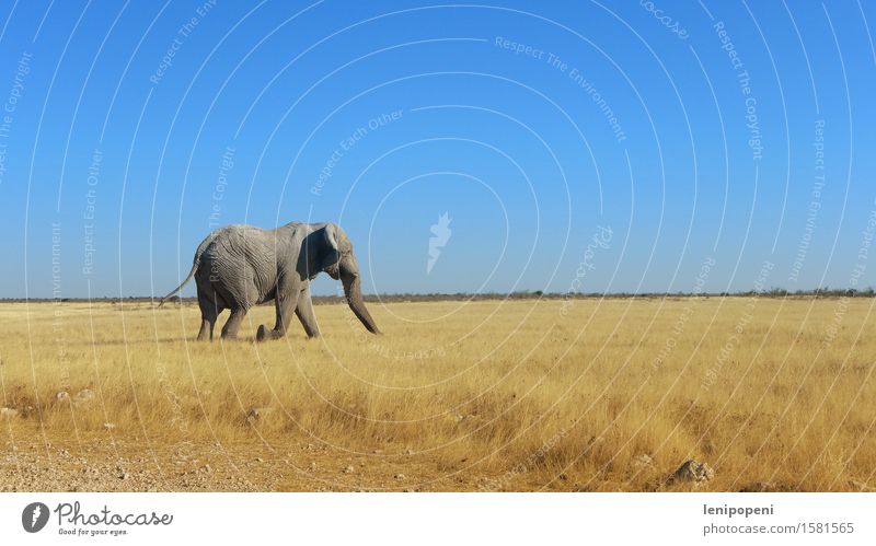 Dicke Haut mit Köpfchen Nature Landscape Sky Cloudless sky Sun Summer Beautiful weather Grass Bushes Desert Etosha pan Namibia Animal Wild animal Elephant