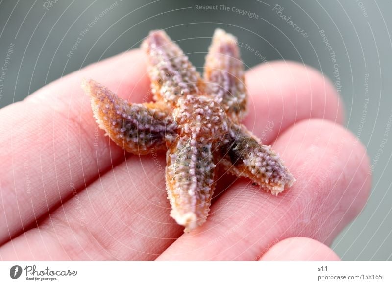 starfish Starfish Ocean Beach Hand Sand Water Living thing Collection Fingers 5 Wet Underwater photo Skin Summer Beautiful sea dweller Arm Coast