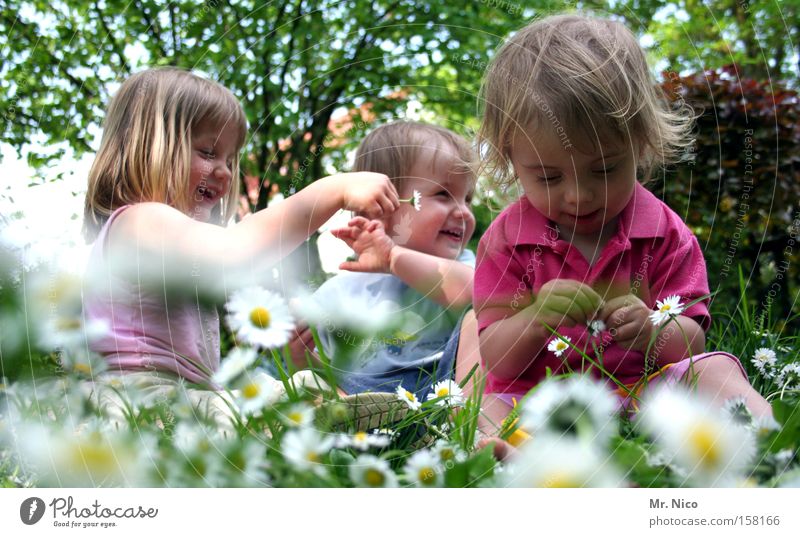spring fever Joy Summer Garden Toddler Girl Boy (child) Brothers and sisters Friendship Spring Meadow Laughter Funny Green Daisy 3 Titillation Colour photo