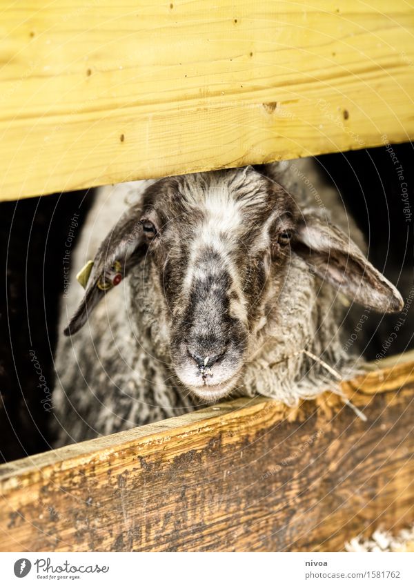 Framed sheep's head Food Meat Nutrition Vacation & Travel Trip Summer Agriculture Forestry Environment Nature Spring Barn Fence Brunette White-haired Animal
