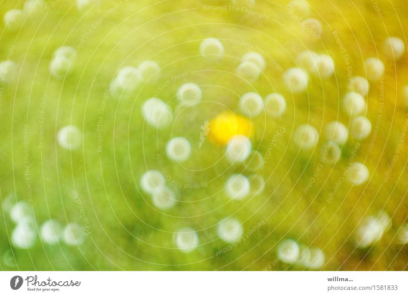 Eye test. Meadow with dandelions and a dandelion, viewed without glasses Flower meadow puff flowers Summer Dandelion Joie de vivre (Vitality) Drug addiction
