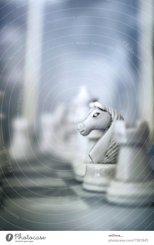 white ivory chess piece, knight jumper Chess Horse Board game White Chess piece Ivory Chessboard jumpinsfeld Dusty dusty Nostalgia Leisure and hobbies