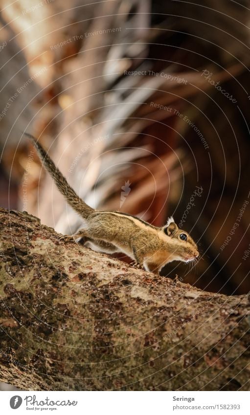 chipmunks Nature Landscape Plant Animal Tree Forest Virgin forest Wild animal Animal face 1 Observe Movement To feed Eastern American Chipmunk Colour photo