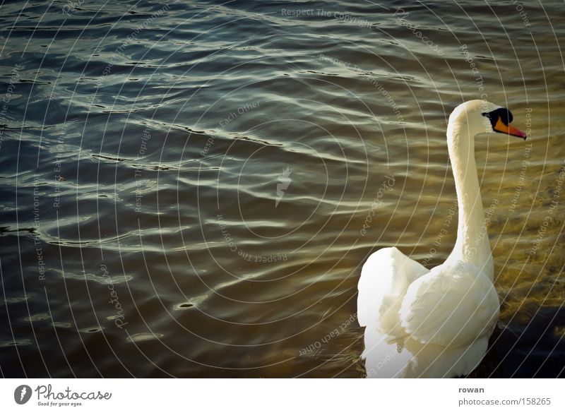 elegance Swan White Feather Water Lake Calm Beautiful Esthetic Neck Loneliness Elegant Delicate Pond Bird Delicious Float in the water Swimming & Bathing