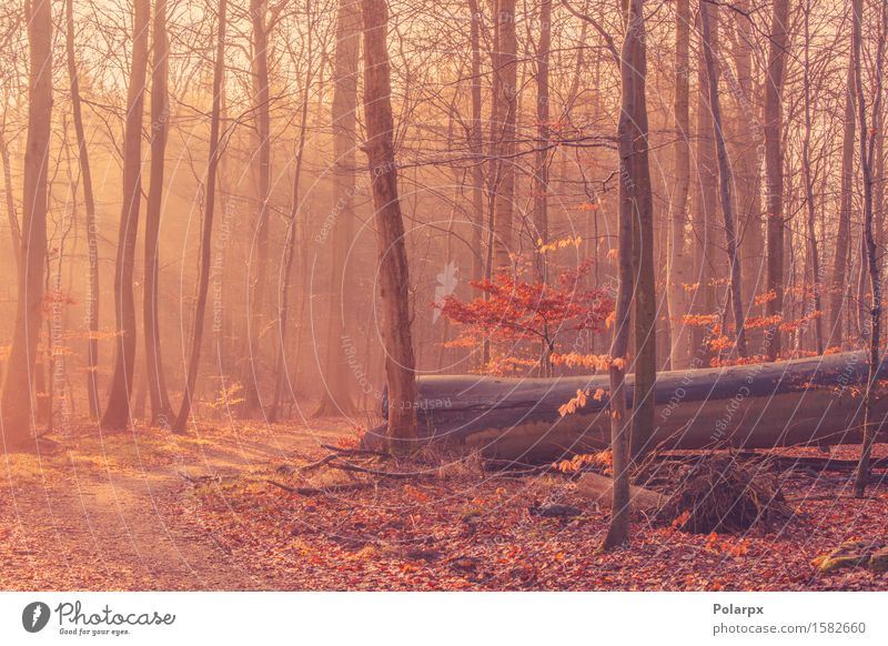 Fallen tree in a misty sunrise Beautiful Summer Sun Environment Nature Landscape Autumn Fog Tree Leaf Park Forest Street Bright Green Clearing magical