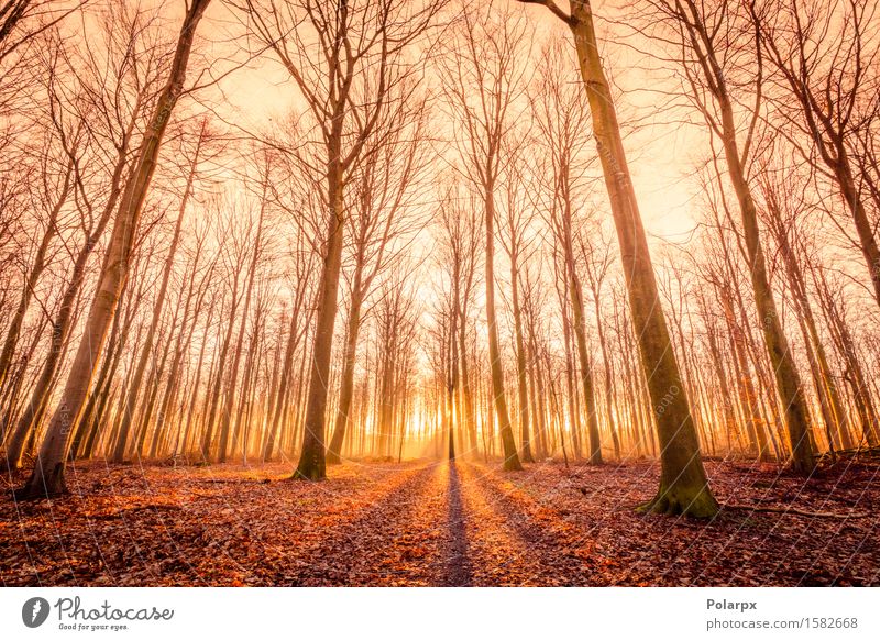 Sun is rising in a forest Beautiful Summer Environment Nature Landscape Autumn Fog Tree Leaf Park Forest Street Bright Green Clearing magical Fairy tale light