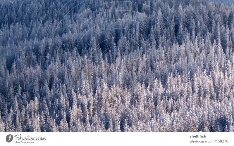 winter forest Forest Snow Winter White Blue Coniferous trees Tree Freedom Clarity Cold Climate Height Above Ice Mountain Nature Ecological