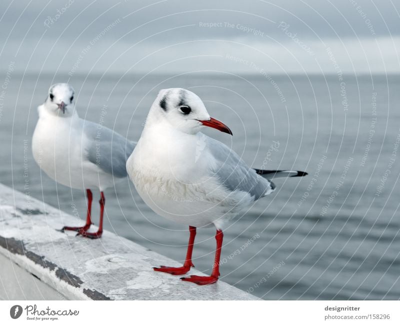 Oh, come on ... Ocean Bird Seagull Looking away Contact Near Intimacy Love Insulted Annoying Aggravation rapprochement Approach flirt