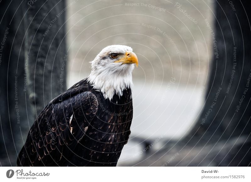 Bald Eagle II Environment Nature Air Spring Autumn Winter Beautiful weather Bad weather Forest Hill Rock Animal Farm animal Wild animal Bird Animal face Wing 1