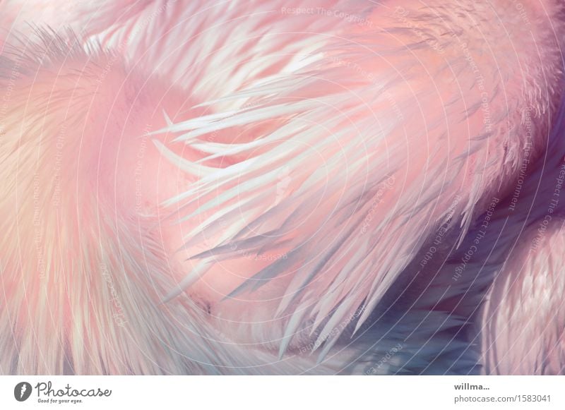 Pink Balance feathers Soft Plumed Fuzz Pelican Esthetic Exotic Bright Delicate pink waterfowl Easy Pastel tone Structures and shapes Animal Feather Neck pastel