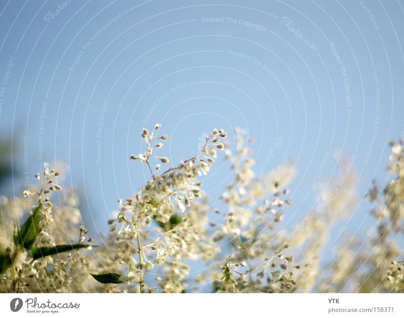 wind catcher Harmonious Summer Nature Plant Air Sky Cloudless sky Spring Wind Flower Leaf Blossom Foliage plant Garden Soft Blue Moody Botany Delicate Fine Seed
