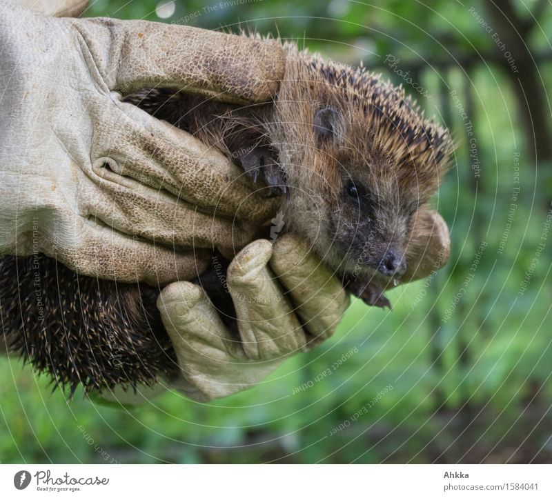 A hedgehog in front of blurred background held by two hands Wild animal Hedgehog Animal Carrying Brown Green Gloves Indicate Hang Drop Nose Cute Thorny