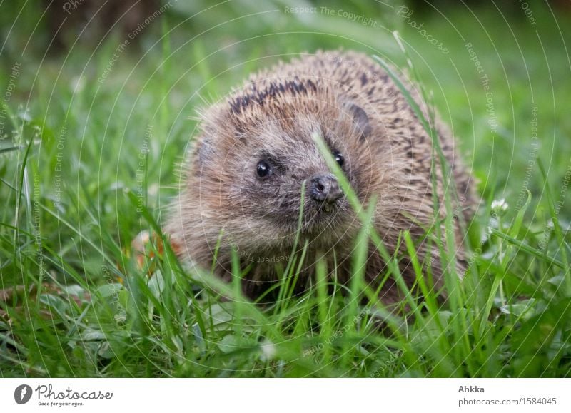 Hedgehog on green meadow stretches little nose towards camera Meadow Animal Wild animal 1 Curiosity Cute Brown Green Discover Protection Thorny Small Encounter
