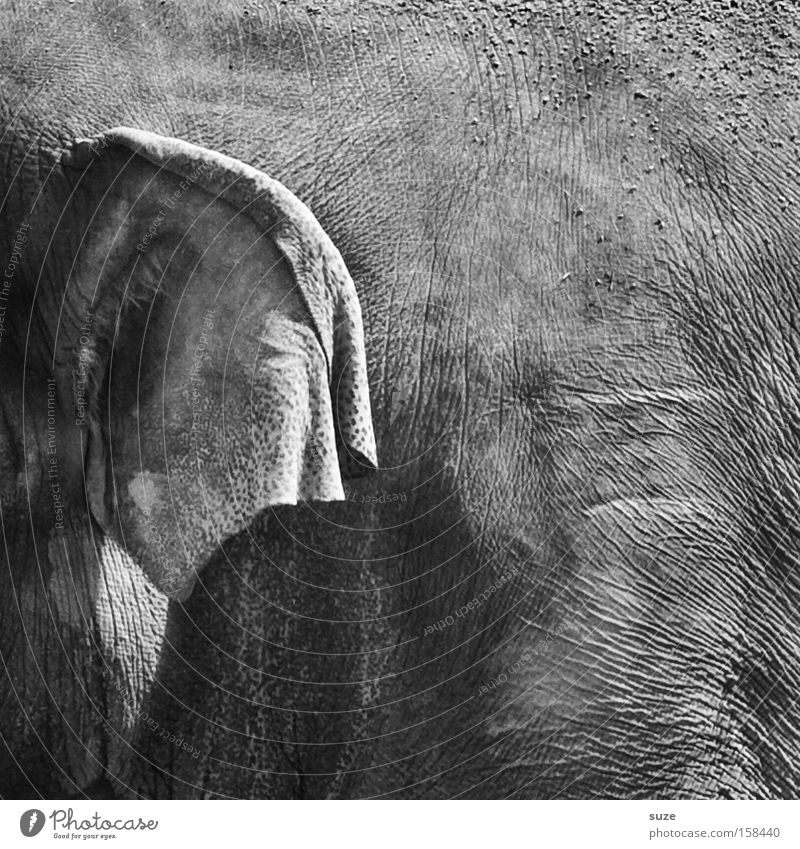 pachyderms Leather Animal Wild animal Elefantears Elephant 1 Listening Near Gray Trust Experience Ear Wrinkles Mammal Indian elephant Elephant skin Hide