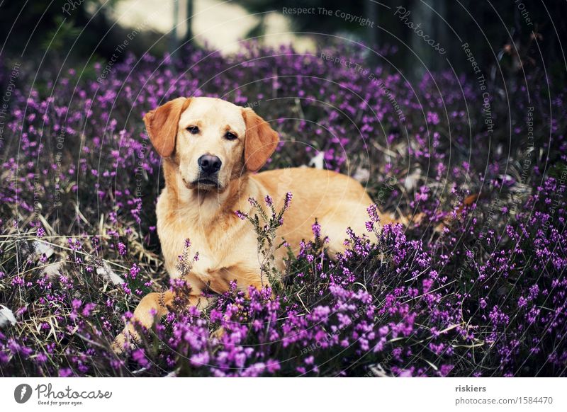 prettier Environment Nature Plant Spring Heathland Mountain heather Forest Animal Pet Dog 1 Baby animal Observe Lie Looking Wait Esthetic Blonde Cool (slang)