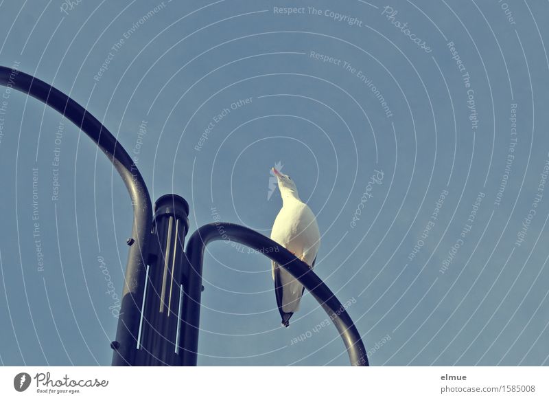 The call of the sea. Vacation & Travel Cloudless sky Beautiful weather Seagull Lamp Street lighting Looking Sit Elegant Free Small Maritime Curiosity