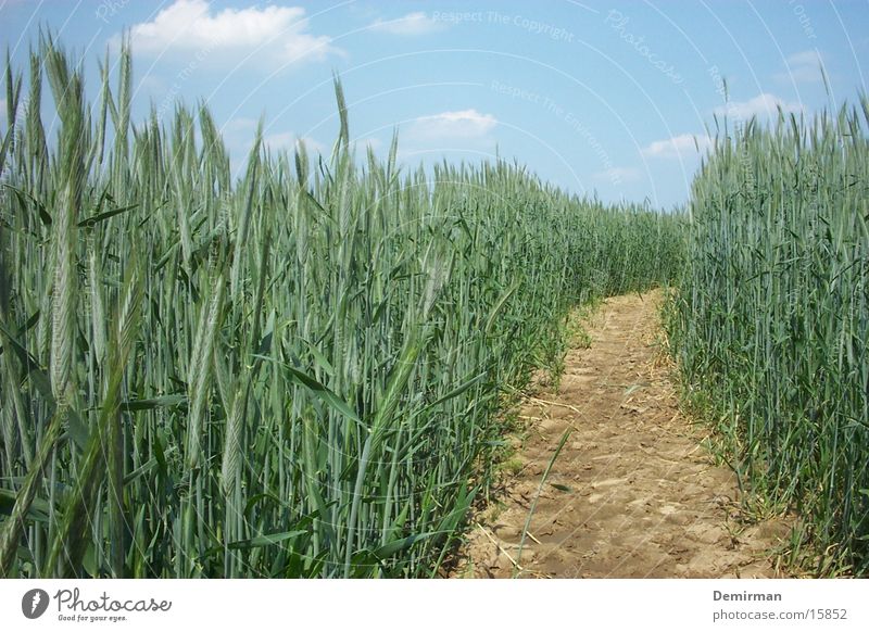 wheat aisle Wheat Forest path Hallway Bushes Field Lanes & trails Americas