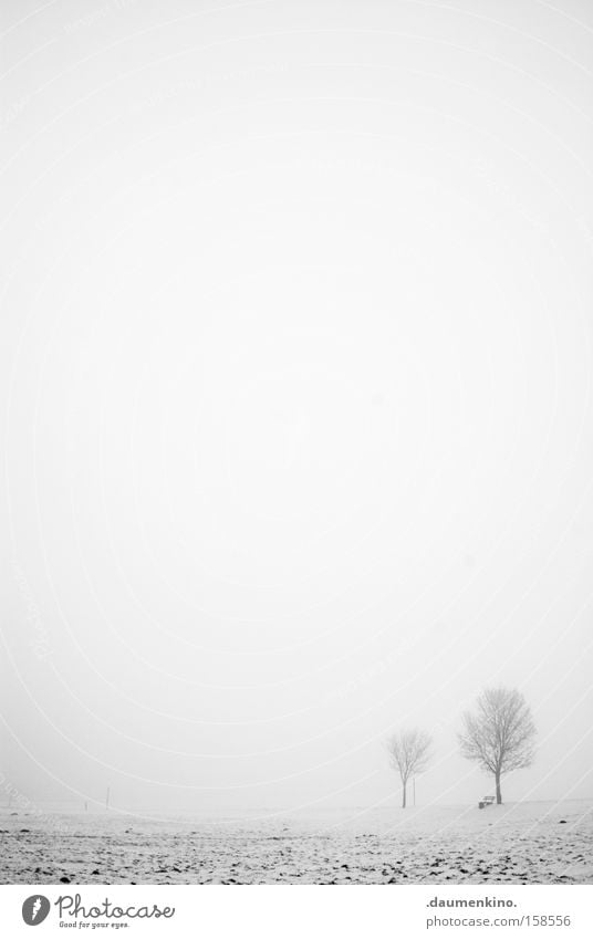 friends Relationship Fog Tree Branch Landscape Winter Empty Black & white photo Snow Earth