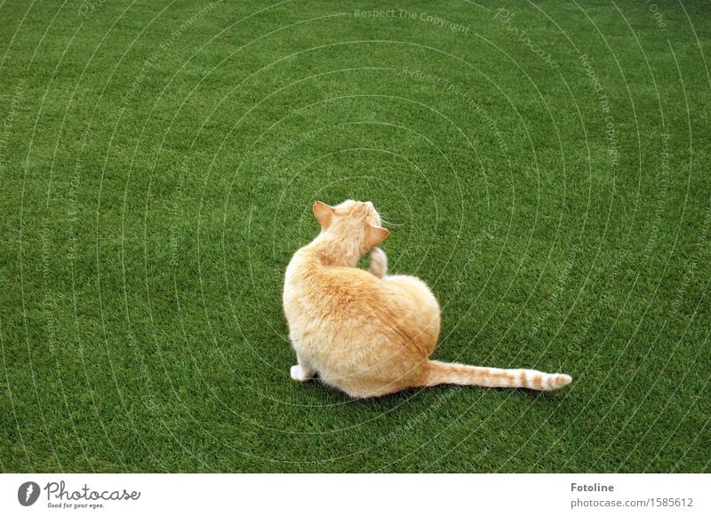 spring cleaning Environment Nature Plant Animal Grass Garden Meadow Pet Cat Pelt 1 Free Beautiful Near Natural Clean Green Orange Cleaning Sit Colour photo