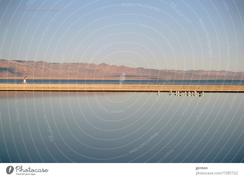 Flocks of birds at the Salton Lake Far-off places Freedom Mountain Nature Landscape Animal Water Dog Bird Group of animals Going Cologne Fine Art