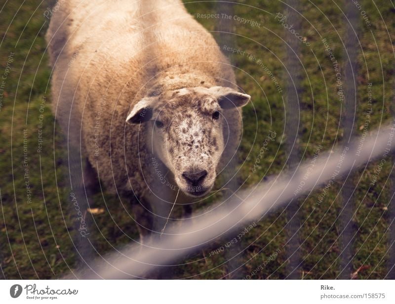 Let me out of here. Sheep Animal Poverty Grief Captured Nature Lawn Penitentiary Wool Distress Loneliness Lamb Mammal Sadness Americas Needy Seeking help