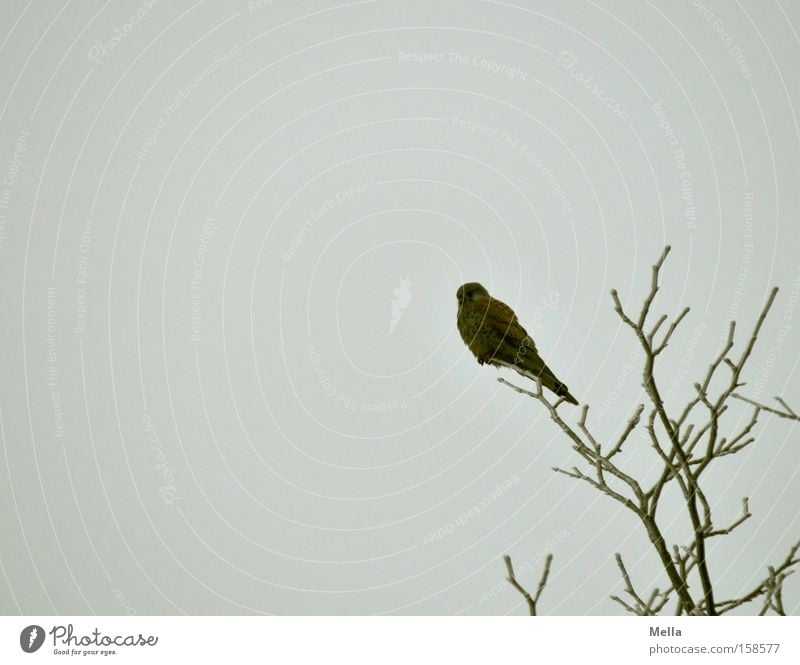 The patience of the falcon Relaxation Tree Bird Crouch Sit Wait Break Falcon Kestrel Treetop Branch Twig Branchage Bird of prey Colour photo Subdued colour