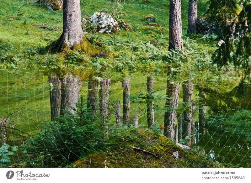 Forest reflection Environment Nature Landscape Plant Animal Earth Water Spring Climate Climate change Tree Grass Moss Meadow Alps Bog Marsh Deserted